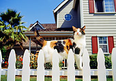CAT 02 RK0303 05
Calico Cat Standing By White Fence
