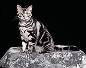 CAT 02 RK0324 02
American Shorthair Classic Silver Tabby Sitting Studio