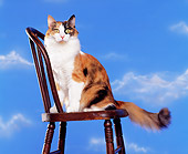 CAT 02 RK0330 03
Calico Cat Sitting On Wooden Chair