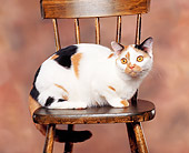 CAT 02 RK0382 04
American Shorthair Classic Calico Sitting On Wooden Chair Studio