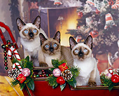 CAT 02 RK0394 03
Tonkinese Natural Mink  Sitting In Sleigh Christmas 
Studio