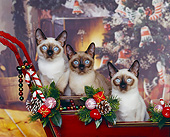CAT 02 RK0394 09
Tonkinese Natural Mink  Sitting In Sleigh Christmas 
Studio