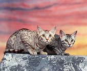 CAT 02 RK0413 04
Ocicat Silver And Chocolate Spotted Sitting Sunset Studio