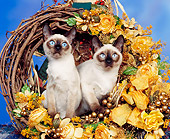 CAT 02 RK0417 02
Tonkinese Mink Cats Sitting In Wreath Studio