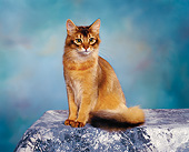 CAT 02 RK0437 05
Somali Ruddy Sitting Studio