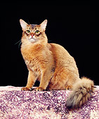 CAT 02 RK0443 07
Somali Ruddy Sitting Studio
