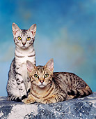 CAT 02 RK0455 03
Ocicat Silver And Tawny Sitting Studio