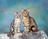 CAT 02 RK0455 11
Ocicat Silver And Tawny Sitting Studio