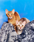 CAT 02 RK0460 06
Ocicat Chocolate And Tawny Sitting Studio