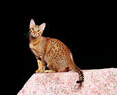CAT 02 RK0464 04
Ocicat Tawny Sitting Studio