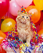 CAT 02 RK0485 03
Red Tabby Cat Wearing Party Hat By Balloons Studio