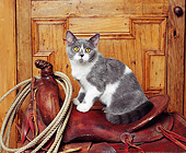 CAT 02 RK0490 10
British Shorthair Blue And White Sitting On Saddle