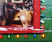 CAT 02 RK0505 01
Orange And White Cat Standing By Window With Christmas Lights