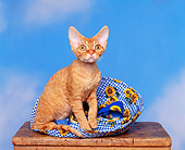 CAT 02 RK0508 04
Devon Rex Red Tabby Sitting On Table Studio