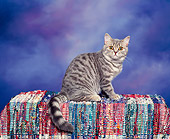 CAT 02 RK0511 03
British Shorthair Blue Tabby Sitting Studio