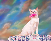 CAT 02 RK0518 01
Tonkinese Platinum Mink Sitting Pink Feather In Mouth Studio