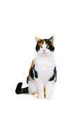CAT 02 RK0545 03
Calico Cat Sitting On White Seamless Studio