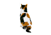 CAT 02 RK0549 07
Calico Cat Sitting On White Seamless Studio