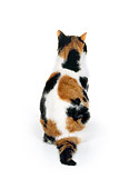 CAT 02 RK0553 04
Calico Cat Sitting On White Seamless Studio
