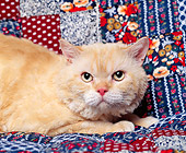 CAT 02 RK0607 01
Head Shot Of Selkirk Rex Red Laying Studio