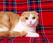 CAT 02 RK0610 01
Head Shot Of Scottish Fold Cameo Tabby And White  Laying Studio