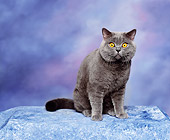 CAT 02 RK0647 01
British Shorthair Blue Sitting Studio