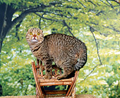CAT 02 RK0655 01
Scottish Fold Brown Tabby Standing On Chair Trees Studio