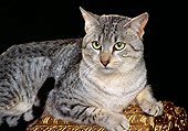 CAT 02 RK0675 07
Egyptian Mau Silver Laying On Top Of Gold Chest Studio