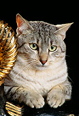 CAT 02 RK0680 01
Head Shot Of Egyptian Mau Silver Studio