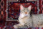 CAT 02 RK0688 09
Head Shot Of Egyptian Mau Bronze Laying Studio
