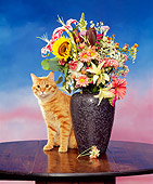 CAT 02 RK0710 12
Orange Tabby Cat Sitting Next To Vase Of Flowers