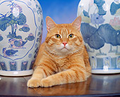 CAT 02 RK0716 03
Head Shot Of Orange Tabby Cat Laying By Vases Studio