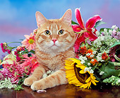 CAT 02 RK0717 02
Head Shot Of Orange Tabby Cat Laying By Flowers Studio