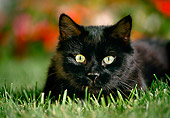 CAT 02 RK0767 05
Black Cat Laying On Grass By Flowers