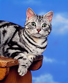 CAT 02 RK0795 01
Head Shot Of American Shorthair Silver Tabby Laying On Wooden Table