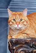 CAT 02 RK0816 24
Head Shot Of Red Tabby Cat Laying On Pedestal Studio