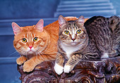 CAT 02 RK0821 05
Orange And Brown Tabby Cats Laying Together On Pedestal Studio