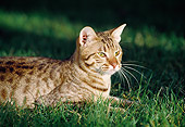 CAT 02 RK0849 15
Ocicat Chocolate Laying Outside On Grass