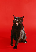CAT 02 RK0863 04
Black Cat Hissing On Red Seamless Studio