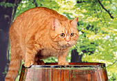 CAT 02 RK0924 04
Orange Tabby Cat On Top Of Barrel Trees Studio