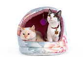 CAT 02 RK0987 01
Two Cats Inside Cat Bed On White Seamless Studio
