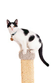 CAT 02 RK1001 03
Black And White Cat Sitting On Top Of Scratching Post On White Seamless Studio