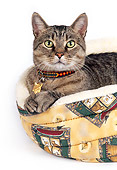 CAT 02 RK1003 09
Head Shot Of Brown Tabby Cat Laying In Cat Bed On White Seamless Studio