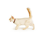 CAT 02 RK1007 04
Profile Shot Of Cream Color Cat Walking Across White Seamless Studio
