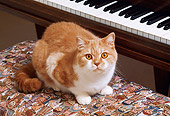CAT 02 RK1010 09
Orange And White Cat Sitting On Bench By Piano