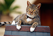 CAT 02 RK1119 05
Tabby Cat Laying On Barrel