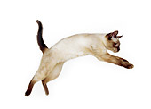CAT 02 RK1127 07
Siamese Cat Jumping On White Seamless