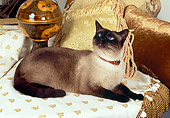 CAT 02 RK1153 02
Siamese Cat Laying On Couch By Pillows And Art Object