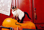 CAT 02 RK1164 10
Siamese Cat Climbing On Cello By Lace Curtain