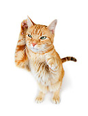 CAT 02 RK1175 01
Red Tabby Cat On White Seamless Studio